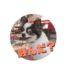 白黒チワワのクロロ〜〜♡（個別スタンプ：34）