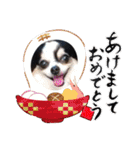 白黒チワワのクロロ〜〜♡（個別スタンプ：38）