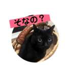 黒猫ラックのユルい日々（個別スタンプ：5）