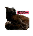 黒猫ラックのユルい日々（個別スタンプ：6）