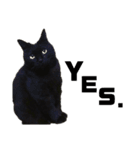 黒猫ラックのユルい日々（個別スタンプ：9）