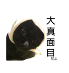 黒猫ラックのユルい日々（個別スタンプ：11）