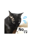 黒猫ラックのユルい日々（個別スタンプ：12）