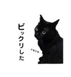 黒猫ラックのユルい日々（個別スタンプ：13）