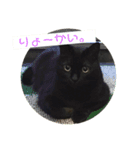 黒猫ラックのユルい日々（個別スタンプ：14）