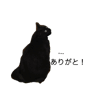 黒猫ラックのユルい日々（個別スタンプ：15）