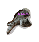 わんにゃん♥️（個別スタンプ：3）
