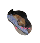 わんにゃん♥️（個別スタンプ：4）