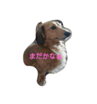 わんにゃん♥️（個別スタンプ：8）