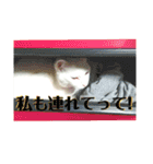 マリーのかまちょスタンプ（個別スタンプ：9）