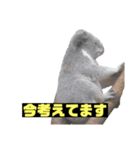 雑なコアラ（個別スタンプ：3）
