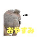 雑なコアラ（個別スタンプ：4）