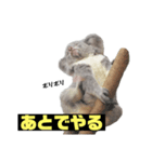 雑なコアラ（個別スタンプ：7）