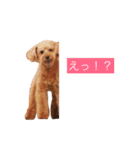 mocha stickers（個別スタンプ：6）