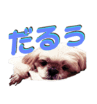シーズー犬のハナちゃま（個別スタンプ：3）