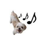 シーズー犬のハナちゃま（個別スタンプ：4）
