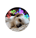 シーズー犬のハナちゃま（個別スタンプ：5）