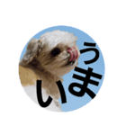 シーズー犬のハナちゃま（個別スタンプ：6）