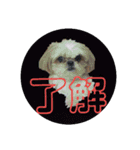 シーズー犬のハナちゃま（個別スタンプ：7）