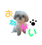 シーズー犬のハナちゃま（個別スタンプ：10）