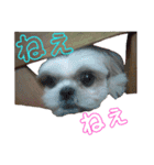 シーズー犬のハナちゃま（個別スタンプ：11）