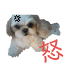 シーズー犬のハナちゃま（個別スタンプ：15）