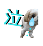 シーズー犬のハナちゃま（個別スタンプ：16）