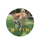 マックシュタンプ（個別スタンプ：5）