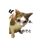 顔猫スタンプシリーズ（個別スタンプ：1）