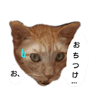 顔猫スタンプシリーズ（個別スタンプ：5）