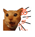 顔猫スタンプシリーズ（個別スタンプ：6）