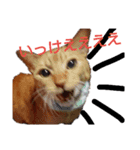 顔猫スタンプシリーズ（個別スタンプ：7）