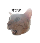 顔猫スタンプシリーズ（個別スタンプ：8）