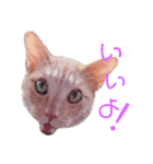 顔猫スタンプシリーズ（個別スタンプ：9）