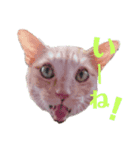 顔猫スタンプシリーズ（個別スタンプ：10）