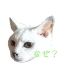 顔猫スタンプシリーズ（個別スタンプ：11）