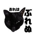 顔猫スタンプシリーズ（個別スタンプ：13）