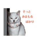 顔猫スタンプシリーズ（個別スタンプ：15）