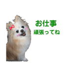 佐藤家のくぅーちゃん第2弾（個別スタンプ：3）