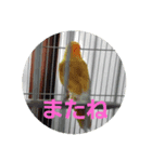 インコのサリー 2（個別スタンプ：1）