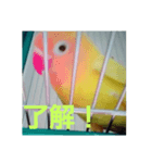 インコのサリー 2（個別スタンプ：2）