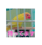 インコのサリー 2（個別スタンプ：3）