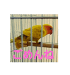インコのサリー 2（個別スタンプ：4）