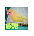 インコのサリー 2（個別スタンプ：5）
