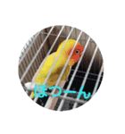 インコのサリー 2（個別スタンプ：6）