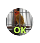 インコのサリー 2（個別スタンプ：7）