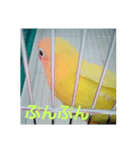 インコのサリー 2（個別スタンプ：8）