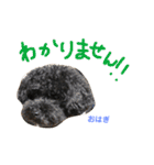 トイプー 兄妹★おはモナ（個別スタンプ：2）
