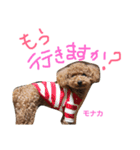 トイプー 兄妹★おはモナ（個別スタンプ：3）