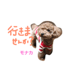 トイプー 兄妹★おはモナ（個別スタンプ：4）